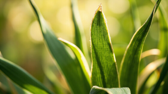 allium leaves turning yellow