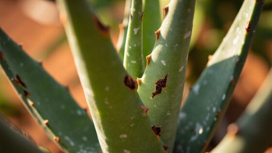 aloe vera turning brown