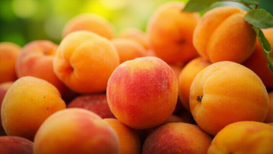 apricot varieties