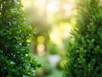 arborvitae vs leyland cypress