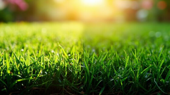 bermuda vs zoysia grass