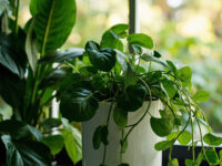 best indoor plants for low light