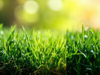 best mowing height for bermuda grass