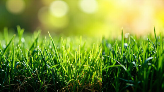 best mowing height for bermuda grass