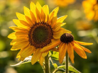 black eyed susan vs sunflower