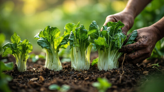 bok choy growing stages