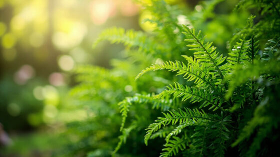 boston fern light requirements