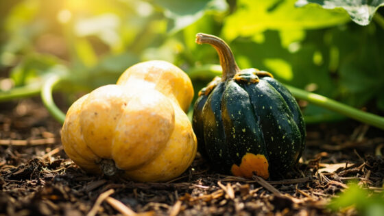 butternut vs acorn squash