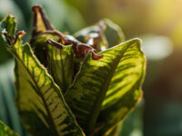 calathea leaves curling