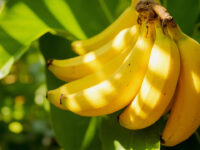 can you freeze bananas
