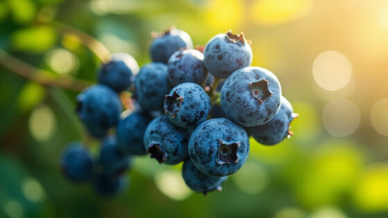 can you freeze blueberries