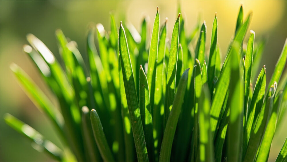 can you freeze chives