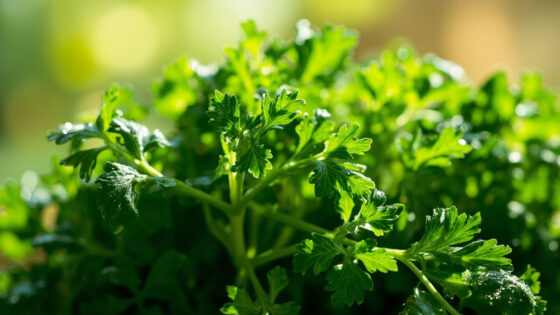 can you freeze parsley