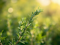 can you freeze rosemary