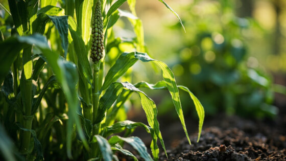 companion plants for corn