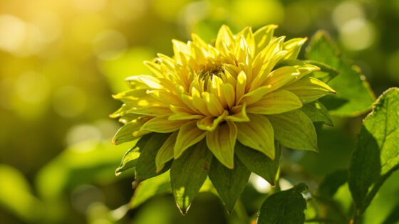dahlias leaves turning yellow