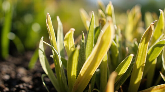 dianthus leaves turning yellow