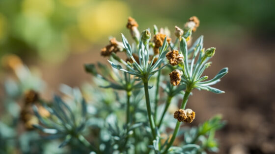dianthus not blooming