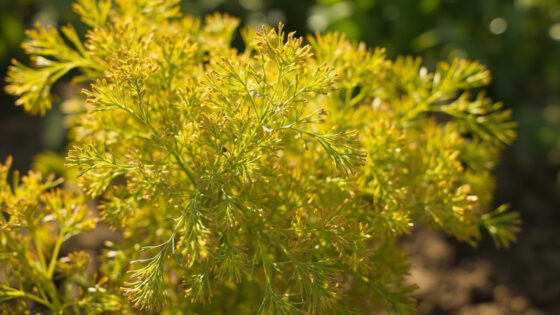 dill turning yellow