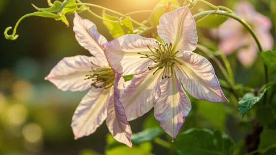 do clematis come back every year
