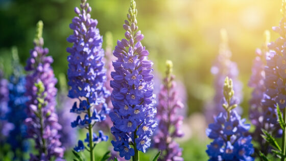 do delphiniums come back every year