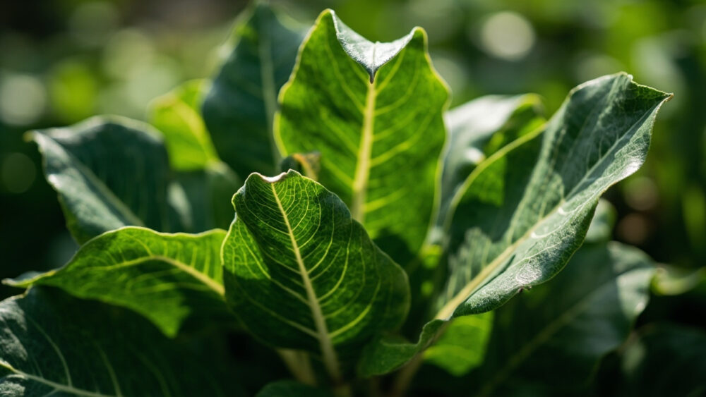 ficus audrey leaves curling