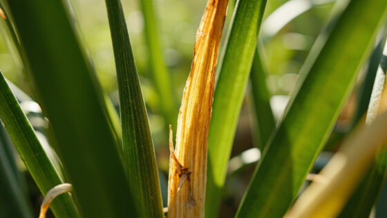 garlic leaves turning yellow