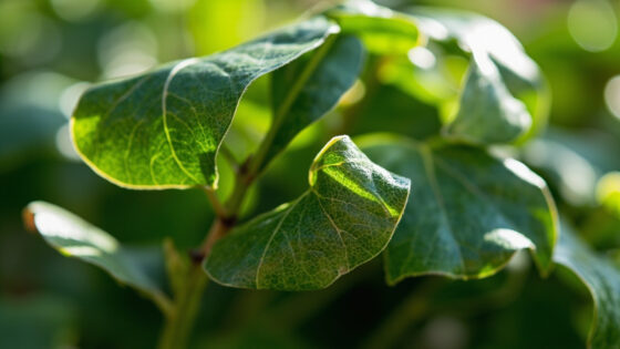 heartleaf philodendron leaves curling