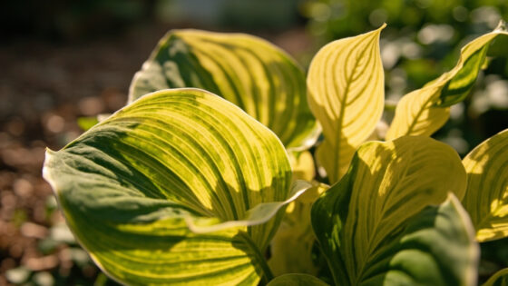 hostas leaves turning yellow
