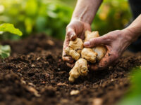 how deep to plant ginger