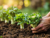 how far apart to plant cauliflower