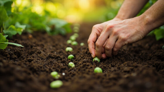 how far apart to plant peas
