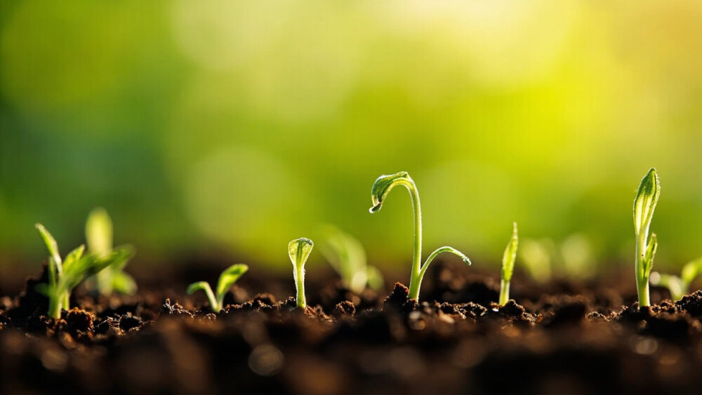 how long does grass seed take to grow