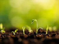 how long does grass seed take to grow