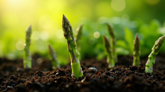 how long does it take to grow asparagus