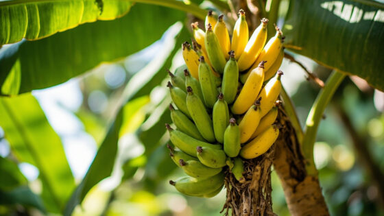 how long does it take to grow bananas