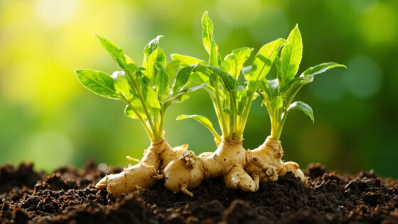 how long does it take to grow ginger