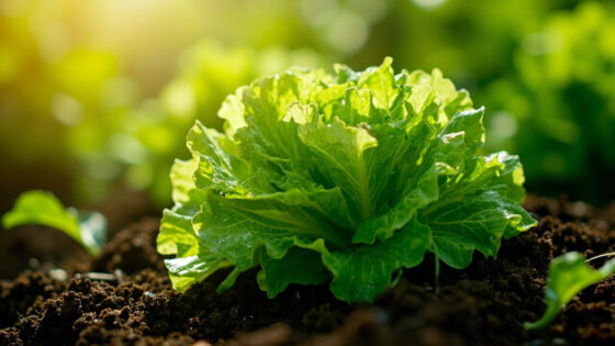 how long does it take to grow lettuce