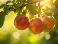 how long does it take to grow peaches
