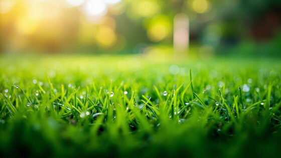 how often to water bermuda grass