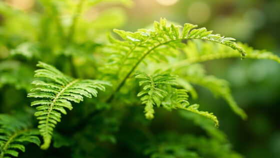 how often to water boston fern