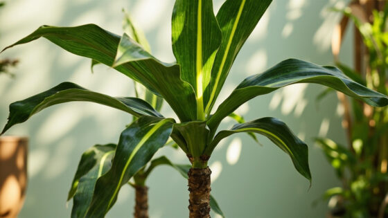 how often to water corn plant