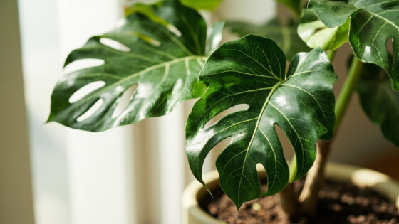 how often to water fiddle leaf fig