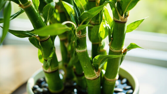 how often to water lucky bamboo