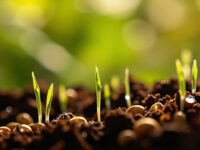 how often to water new grass seed