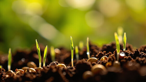 how often to water new grass seed