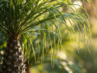 how often to water ponytail palm