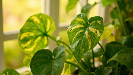 how often to water pothos