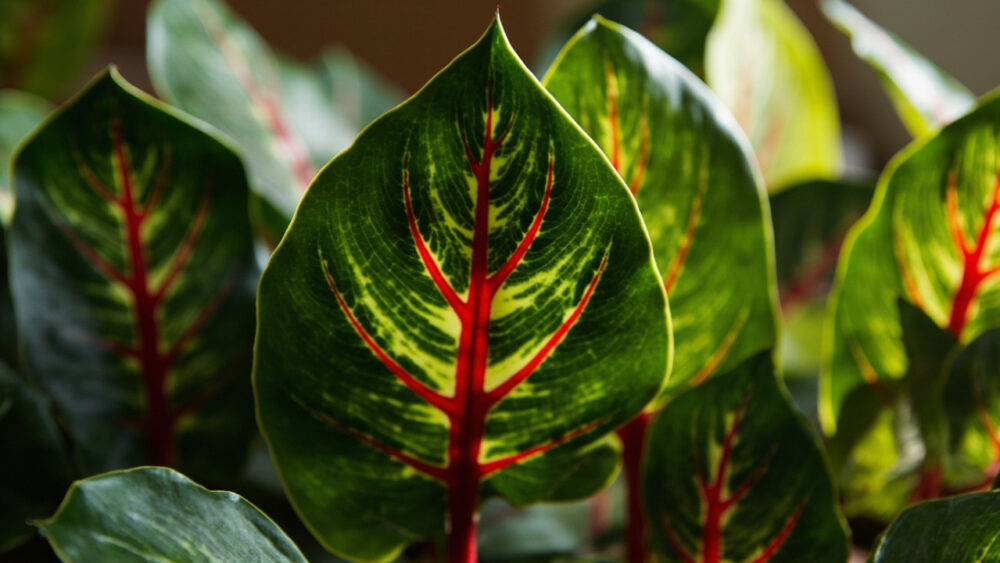 how often to water prayer plant
