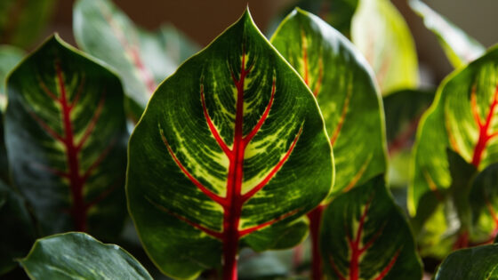 how often to water prayer plant